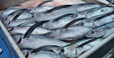 albacore tuna catch high rez