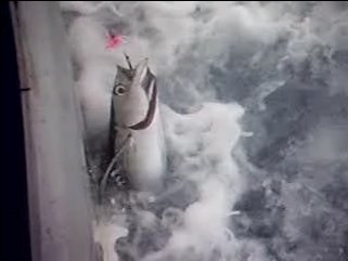August 2009 Albacore Tuna Big Video Thumb