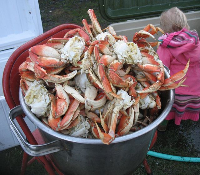 Bucket Of Dungeness