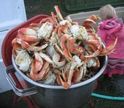 Bucket Of Dungeness