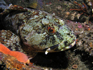 Cabazon Image from Diver.net