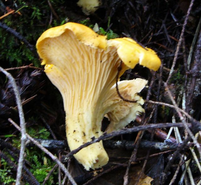 chanterelle