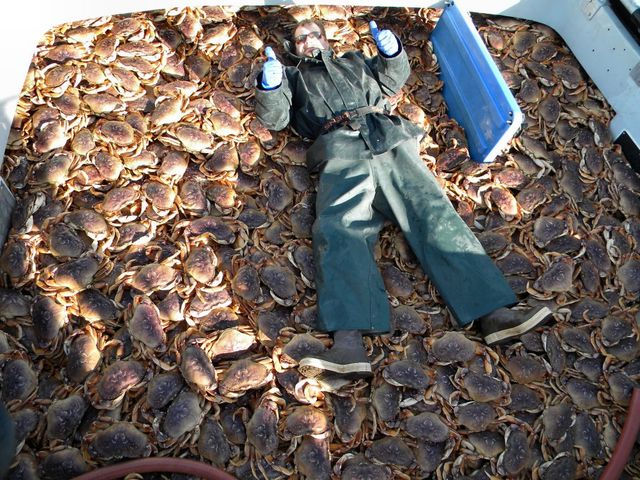 Dungeness Season 2009-2010 So many Crab