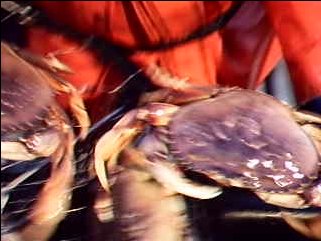 Dungeness Crabbing Video Thumbnail