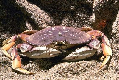 crab