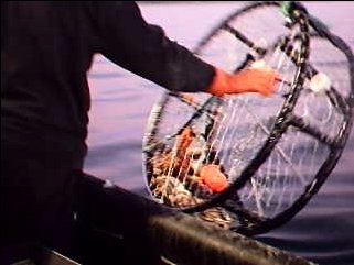 Dungeness Crabbing Harvester Night Series