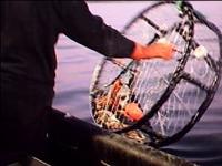 dungeness_crabbing_harvester_ns_1a