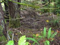 Forest Floor