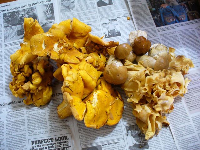 Forest Harvest - Mushrooms!