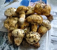 Forest Harvest: Matsutake Mushrooms!