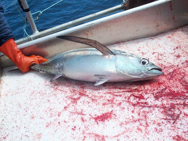 ocean_harvest_0005 ocean_harvest_0005