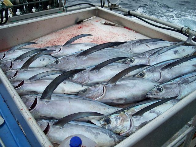 ocean_harvest_0006 ocean_harvest_0006