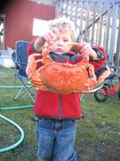 Tucker and A Dungeness at the Crab Cookup