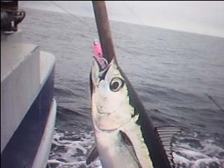 Albacore Tuna Aug 2009 Video