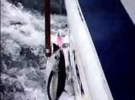 Video: Landing Two Albacore