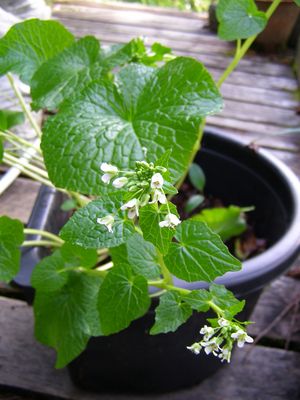 First Wasabi Flowers of Spring!