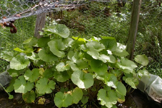 Wasabi plot doing good